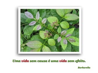 Uma  vida  sem causa é uma  vida  sem efeito. Barbarella 