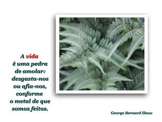 George Bernard ShawGeorge Bernard Shaw
AA vidavida
é uma pedraé uma pedra
de amolar:de amolar:
desgasta-nosdesgasta-nos
ou afia-nos,ou afia-nos,
conformeconforme
o metal de queo metal de que
somos feitos.somos feitos.
 