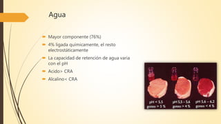 Agua
 Mayor componente (76%)
 4% ligada químicamente, el resto
electrostáticamente
 La capacidad de retención de agua varia
con el pH
 Acido> CRA
 Alcalino< CRA
 