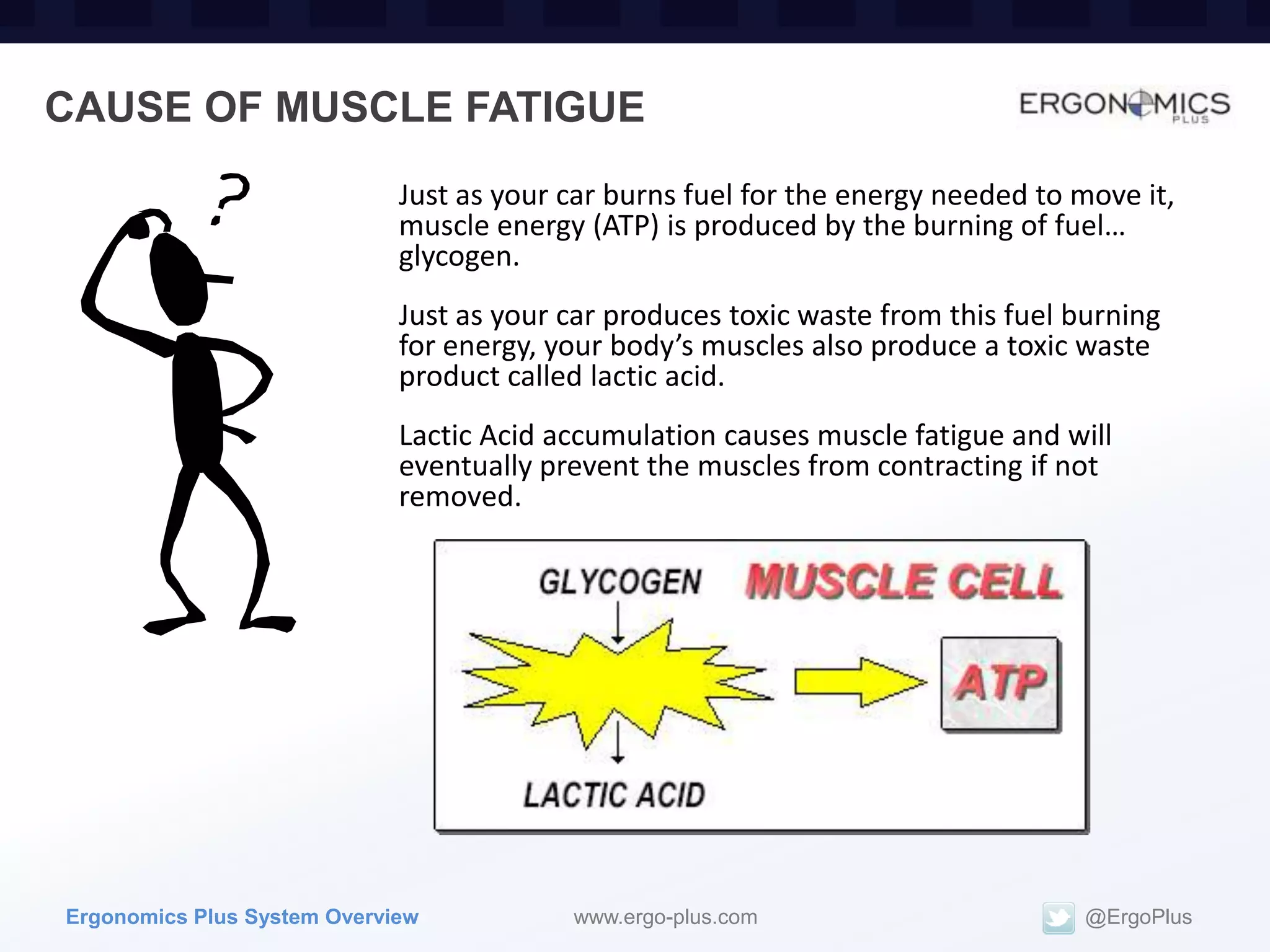 CAUSE OF MUSCLE FATIGUE
                             Just as your car burns fuel for the energy needed to move it,
                             muscle energy (ATP) is produced by the burning of fuel…
                             glycogen.
                             Just as your car produces toxic waste from this fuel burning
                             for energy, your body’s muscles also produce a toxic waste
                             product called lactic acid.
                             Lactic Acid accumulation causes muscle fatigue and will
                             eventually prevent the muscles from contracting if not
                             removed.




Ergonomics Plus System Overview           www.ergo-plus.com                        @ErgoPlus
 