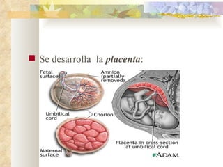 Se desarrolla  la  placenta :  