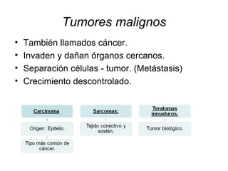 Tumores malignos También llamados cáncer. Invaden y dañan órganos cercanos. Separación células - tumor. (Metástasis) Crecimiento descontrolado. 