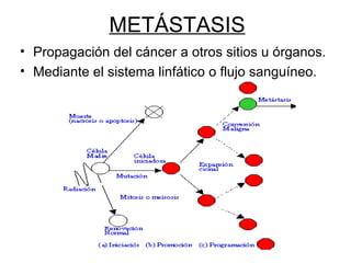 METÁSTASIS Propagación del cáncer a otros sitios u órganos. Mediante el sistema linfático o flujo sanguíneo. 