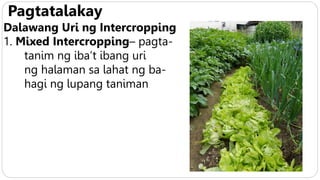 Pagtatalakay
Dalawang Uri ng Intercropping
1. Mixed Intercropping– pagta-
tanim ng iba’t ibang uri
ng halaman sa lahat ng ba-
hagi ng lupang taniman
 