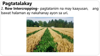 Pagtatalakay
2. Row Intercropping– pagtatanim na may kaayusan, ang
bawat halaman ay nakahanay ayon sa uri.
 