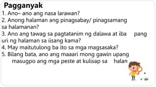 Pagganyak
1. Ano– ano ang nasa larawan?
2. Anong halaman ang pinagsabay/ pinagsamang
sa halamanan?
3. Ano ang tawag sa pagtatanim ng dalawa at iba pang
uri ng halaman sa iisang kama?
4. May maitutulong ba ito sa mga magsasaka?
5. Bilang bata, ano ang maaari mong gawin upang
masugpo ang mga peste at kulisap sa halamanan?
 