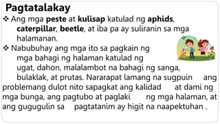 Pagtatalakay
 Ang mga peste at kulisap katulad ng aphids,
caterpillar, beetle, at iba pa ay suliranin sa mga
halamanan.
 Nabubuhay ang mga ito sa pagkain ng
mga bahagi ng halaman katulad ng
ugat, dahon, malalambot na bahagi ng sanga,
bulaklak, at prutas. Nararapat lamang na sugpuin ang
problemang dulot nito sapagkat ang kalidad at dami ng
mga bunga, ang pagtubo at paglaki ng mga halaman, at
ang gugugulin sa pagtatanim ay higit na naapektuhan .
 