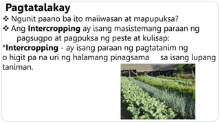 Pagtatalakay
 Ngunit paano ba ito maiiwasan at mapupuksa?
 Ang Intercropping ay isang masistemang paraan ng
pagsugpo at pagpuksa ng peste at kulisap:
*Intercropping - ay isang paraan ng pagtatanim ng
o higit pa na uri ng halamang pinagsama sa isang lupang
taniman.
 