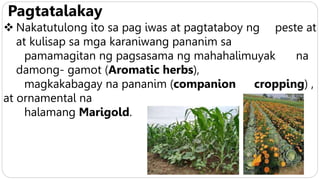 Pagtatalakay
 Nakatutulong ito sa pag iwas at pagtataboy ng peste at
at kulisap sa mga karaniwang pananim sa
pamamagitan ng pagsasama ng mahahalimuyak na
damong- gamot (Aromatic herbs),
magkakabagay na pananim (companion cropping) ,
at ornamental na
halamang Marigold.
 