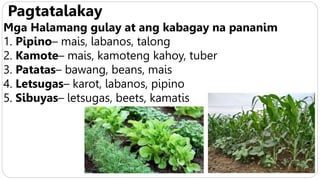 Pagtatalakay
Mga Halamang gulay at ang kabagay na pananim
1. Pipino– mais, labanos, talong
2. Kamote– mais, kamoteng kahoy, tuber
3. Patatas– bawang, beans, mais
4. Letsugas– karot, labanos, pipino
5. Sibuyas– letsugas, beets, kamatis
 