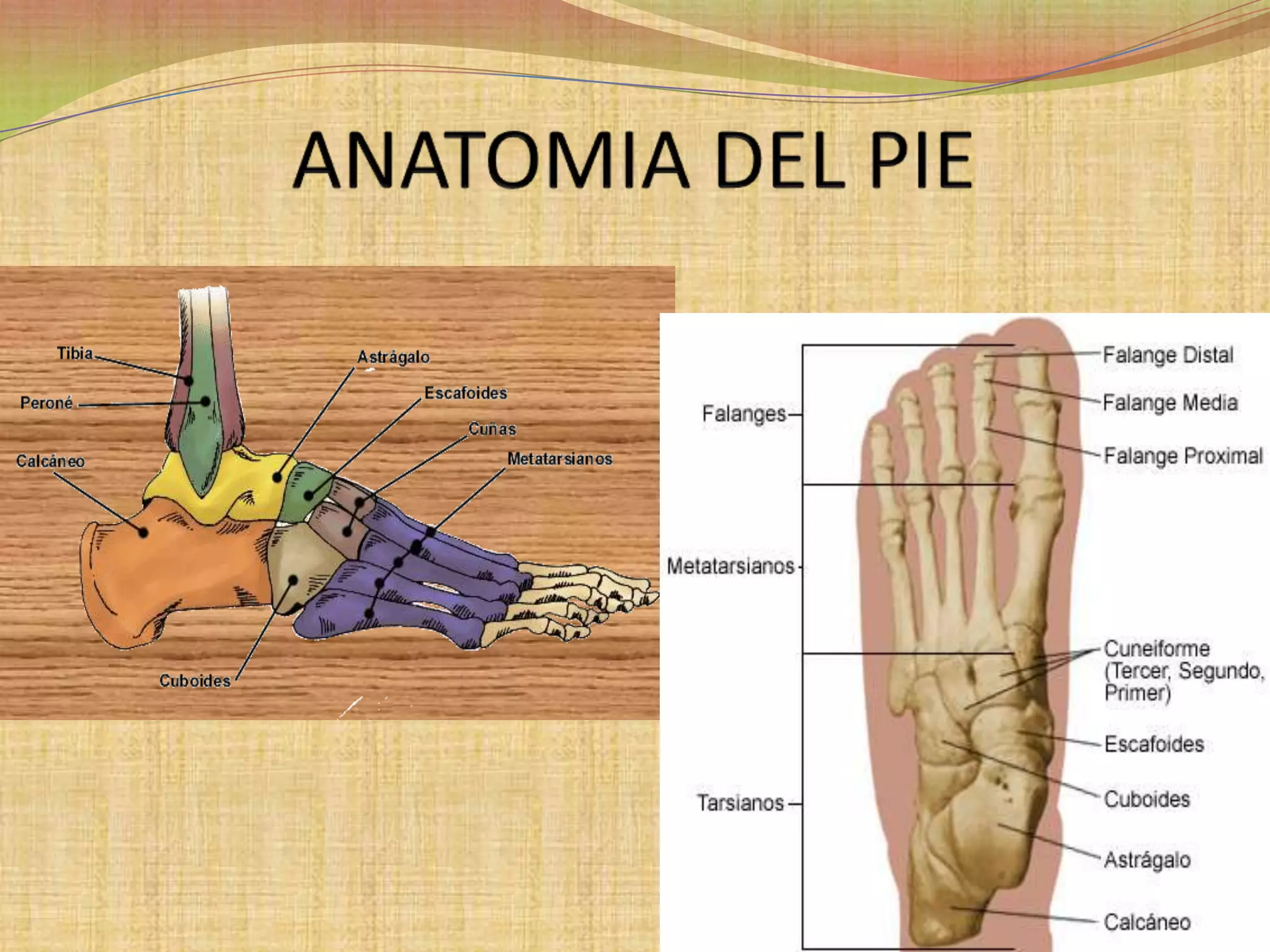 ANATOMIA DEL PIE