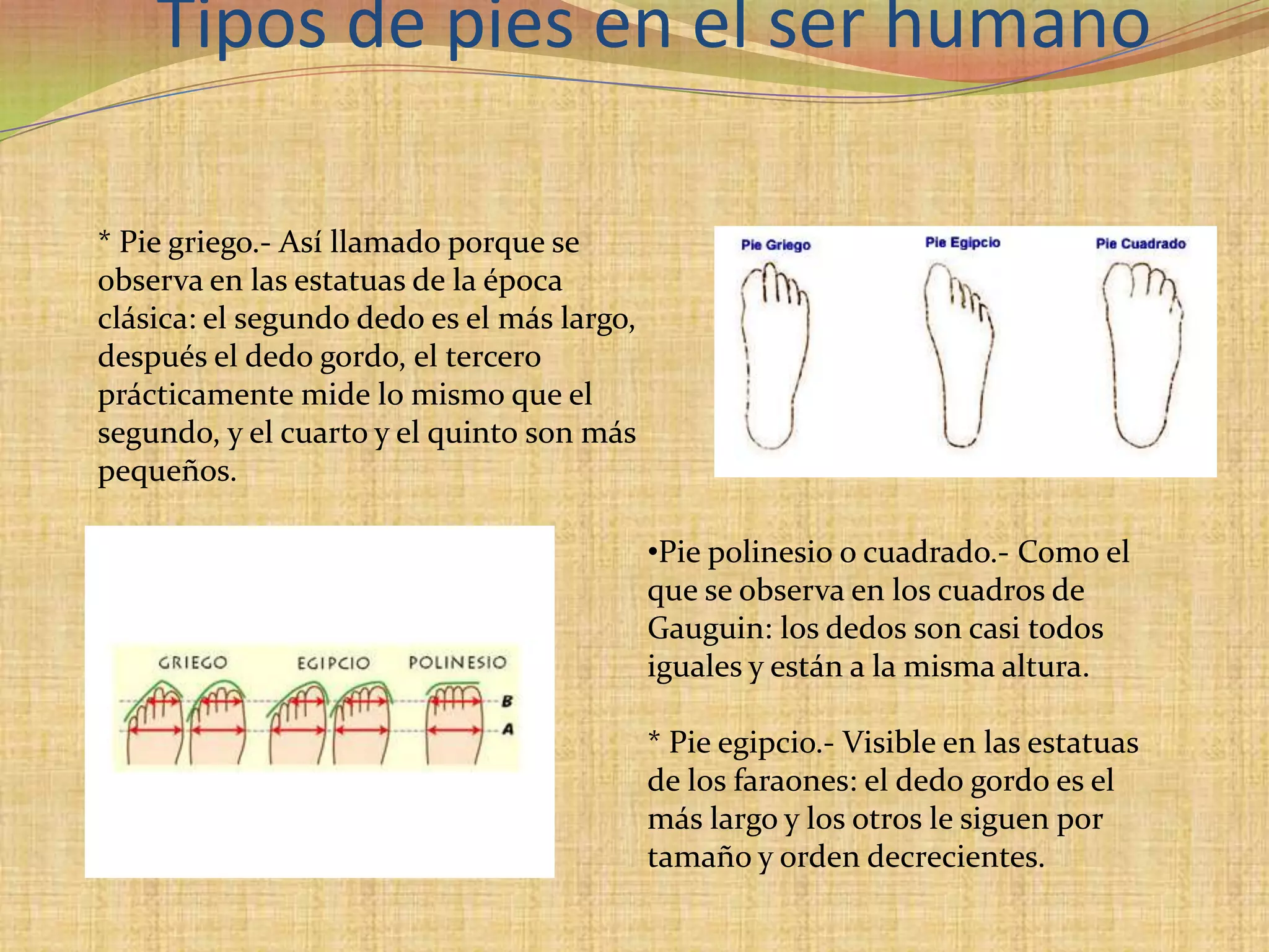 Tipos de pies en el ser humano* Pie griego.- Así llamado porque se observa en las estatuas de la época clásica: el segundo dedo es el más largo, después el dedo gordo, el tercero prácticamente mide lo mismo que el segundo, y el cuarto y el quinto son más pequeños. Pie polinesio o cuadrado.- Como el que se observa en los cuadros de Gauguin: los dedos son casi todos iguales y están a la misma altura.* Pie egipcio.- Visible en las estatuas de los faraones: el dedo gordo es el más largo y los otros le siguen por tamaño y orden decrecientes. 