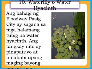 10. Waterlily o Water
Hyacinth
Ang bahagi ng
Floodway Pasig
City ay sagana sa
mga halamang
tubig na water
hyacinth. Ang
tangkay nito ay
pinapatuyo at
hinahabi upang
maging bayong,
 