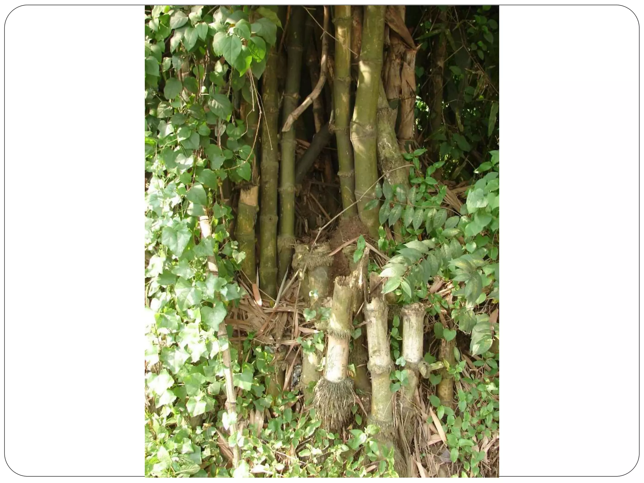 EPP 5 (Industrial Arts) PPT