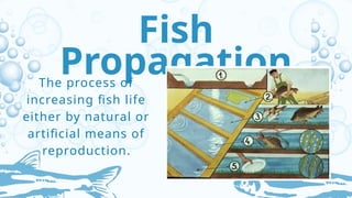 Comprehensive Guide to Fish Culture: Phases, Classification, and Pond ...