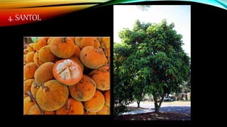 4. SANTOL
 