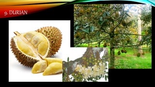 9. DURIAN
 