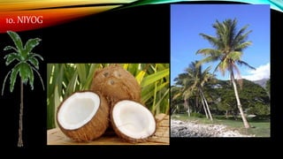 10. NIYOG
 
