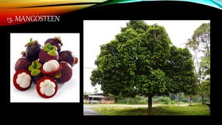 13. MANGOSTEEN
 