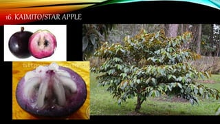 16. KAIMITO/STAR APPLE
 