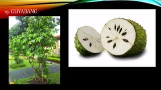 19. GUYABANO
 