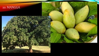 20. MANGGA
 