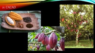 21. CACAO
 