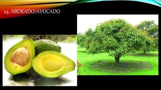 24. ABOKADO/AVOCADO
 