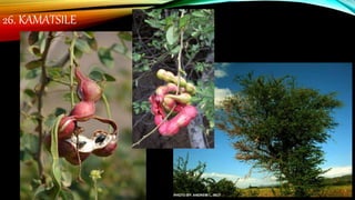 26. KAMATSILE
 