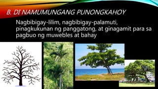 B. DI NAMUMUNGANG PUNONGKAHOY
Nagbibigay-lilim, nagbibigay-palamuti,
pinagkukunan ng panggatong, at ginagamit para sa
pagbuo ng muwebles at bahay
 