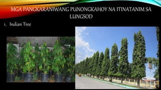 MGA PANGKARANIWANG PUNONGKAHOY NA ITINATANIM SA
LUNGSOD
1. Indian Tree
 