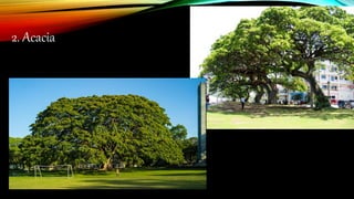 2. Acacia
 