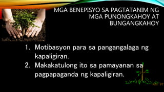 MGA BENEPISYO SA PAGTATANIM NG
MGA PUNONGKAHOY AT
BUNGANGKAHOY
1. Motibasyon para sa pangangalaga ng
kapaligiran.
2. Makakatulong ito sa pamayanan sa
pagpapaganda ng kapaligiran.
 
