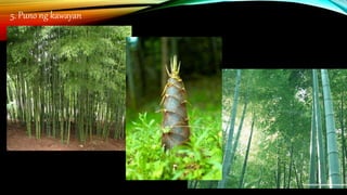5. Puno ng kawayan
 