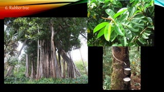 6. Rubber tree
 