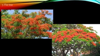 7. Fire tree
 
