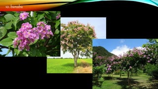 10. banaba
 