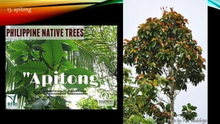 13. apitong
 