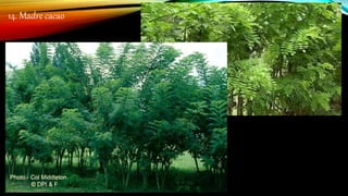 14. Madre cacao
 
