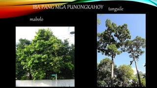 IBA PANG MGA PUNONGKAHOY
mabolo
tanguile
 