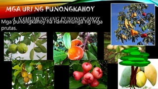 Mga punongkahoy na namumunga ng mga
prutas.
 