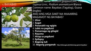 1. BAYABAS
Scientific name: Psidium guajava Linn.; Psidium
cujavus Linn.; Psidium aromaticum Blanco
Common name: Bayabas (Tagalog), Guava
(Ingles)
ANO ANG MGA SAKIT NA MAAARING
MAGAMOT NG BAYABAS?
1. Ulcer
2. Sugat
3. Pananakit ng ngipin
4. Labis na pagdumi
5. Pamamaga ng gilagid
6. Rayuma
7. Hirap sa pagdumi
8. Epilepsy
9. Bagong tuli
10. Bagong panganak http://kalusugan.ph/halamang-gamot-bayabas/
 