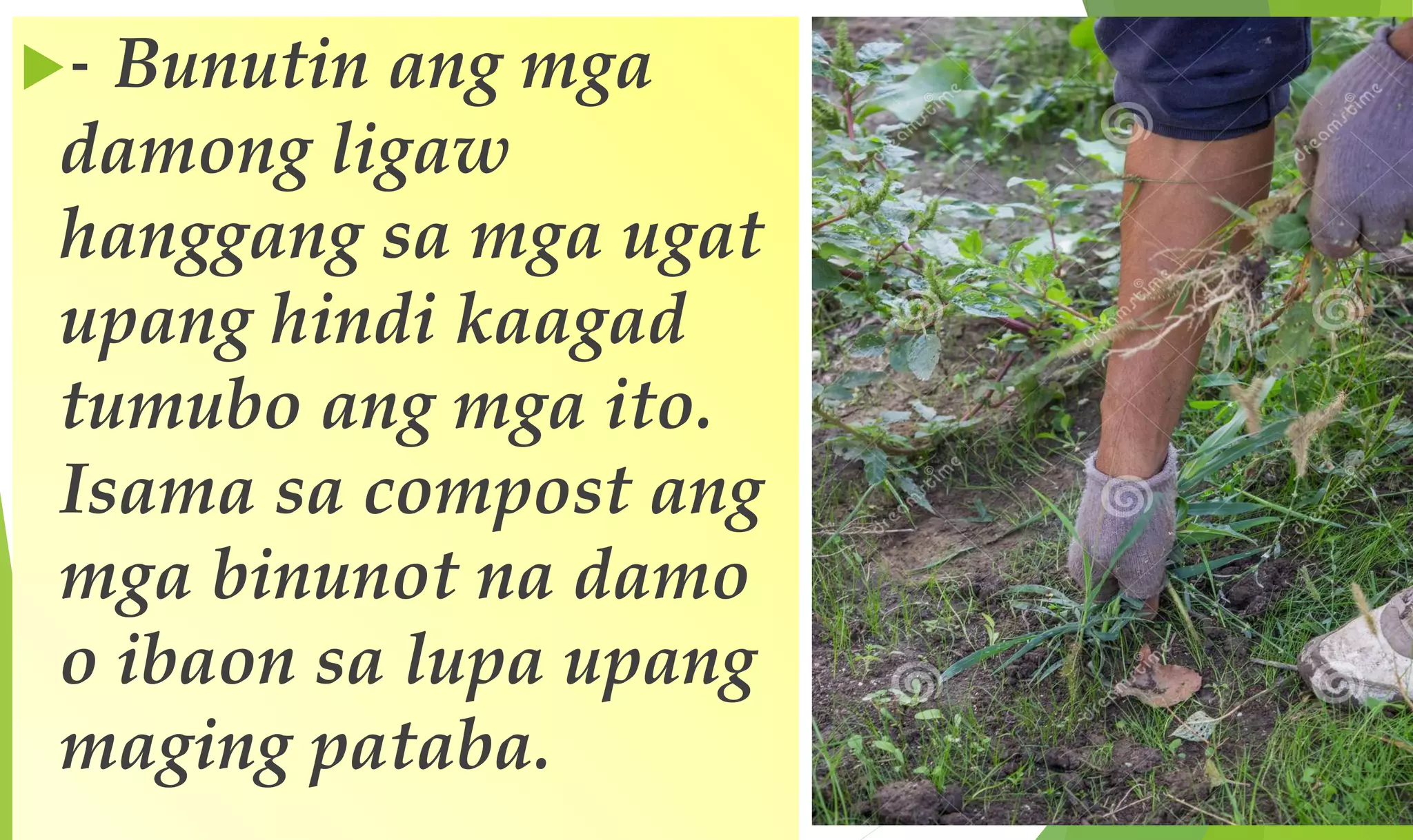 - Bunutin ang mga
damong ligaw
hanggang sa mga ugat
upang hindi kaagad
tumubo ang mga ito.
Isama sa compost ang
mga binunot na damo
o ibaon sa lupa upang
maging pataba.
 
