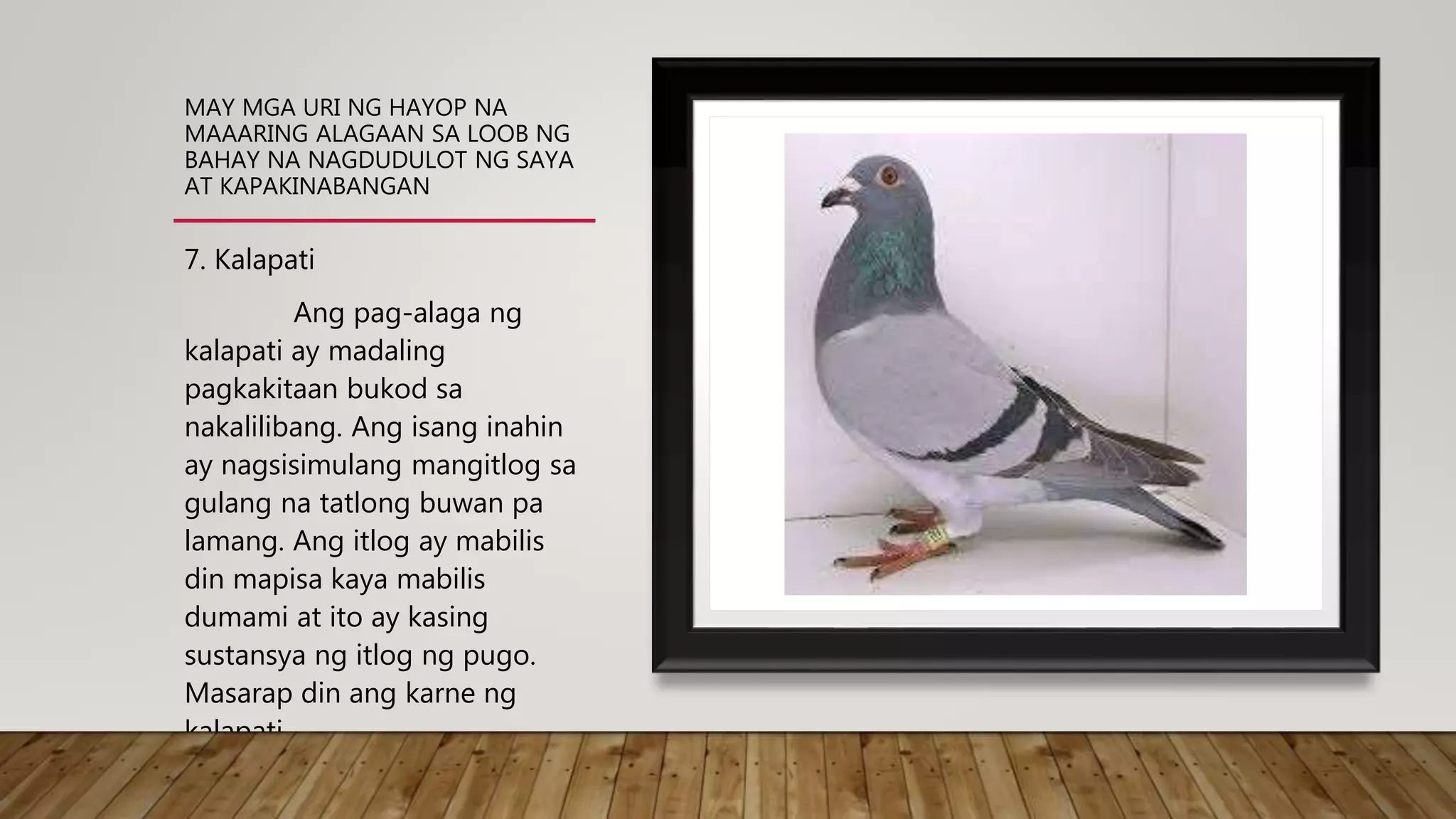 MAY MGA URI NG HAYOP NA
MAAARING ALAGAAN SA LOOB NG
BAHAY NA NAGDUDULOT NG SAYA
AT KAPAKINABANGAN
7. Kalapati
Ang pag-alaga ng
kalapati ay madaling
pagkakitaan bukod sa
nakalilibang. Ang isang inahin
ay nagsisimulang mangitlog sa
gulang na tatlong buwan pa
lamang. Ang itlog ay mabilis
din mapisa kaya mabilis
dumami at ito ay kasing
sustansya ng itlog ng pugo.
Masarap din ang karne ng
kalapati.
 
