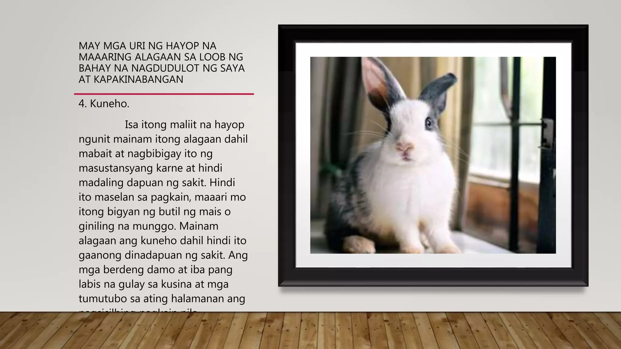 MAY MGA URI NG HAYOP NA
MAAARING ALAGAAN SA LOOB NG
BAHAY NA NAGDUDULOT NG SAYA
AT KAPAKINABANGAN
4. Kuneho.
Isa itong maliit na hayop
ngunit mainam itong alagaan dahil
mabait at nagbibigay ito ng
masustansyang karne at hindi
madaling dapuan ng sakit. Hindi
ito maselan sa pagkain, maaari mo
itong bigyan ng butil ng mais o
giniling na munggo. Mainam
alagaan ang kuneho dahil hindi ito
gaanong dinadapuan ng sakit. Ang
mga berdeng damo at iba pang
labis na gulay sa kusina at mga
tumutubo sa ating halamanan ang
nagsisilbing pagkain nila.
 