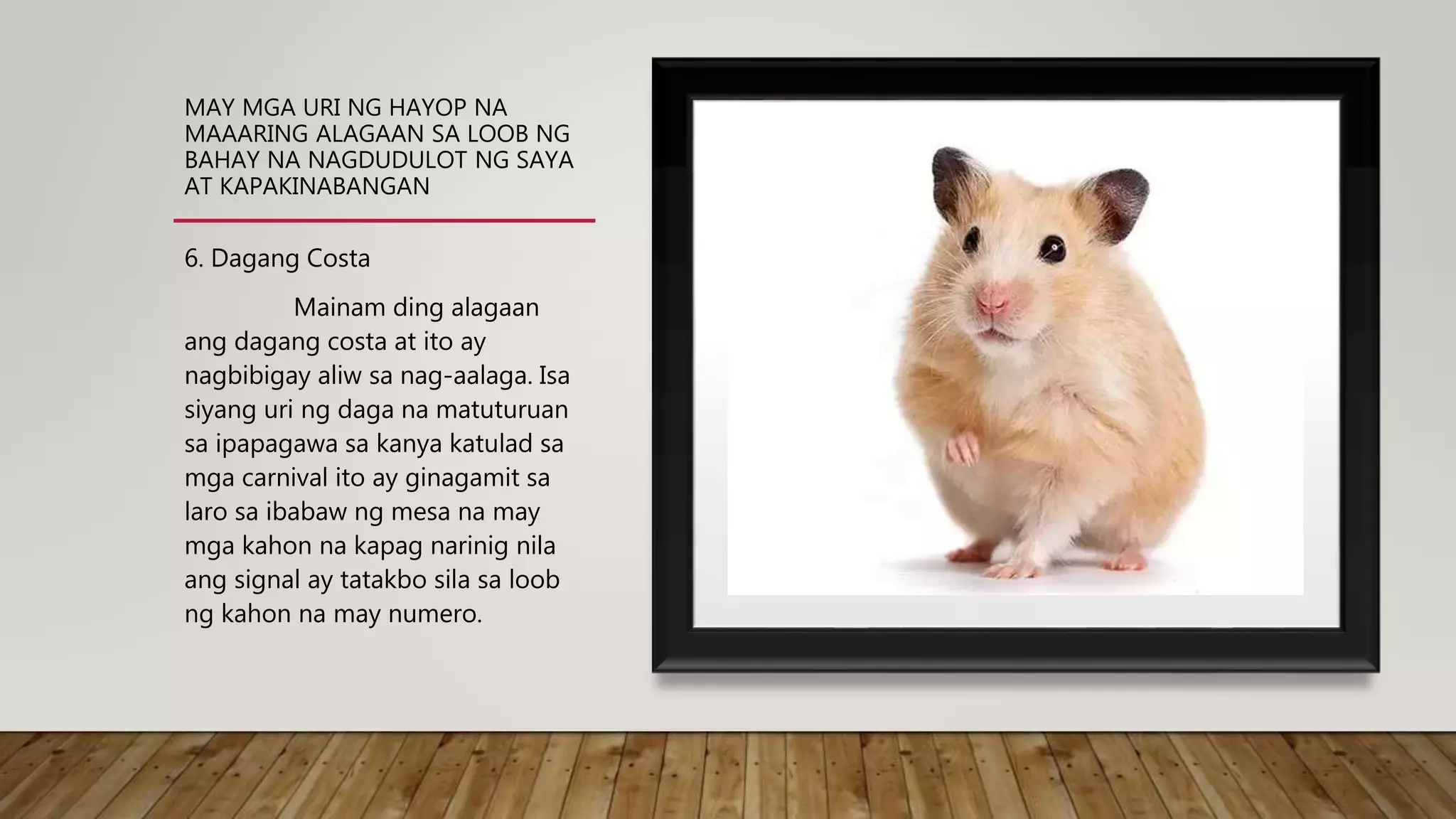 MAY MGA URI NG HAYOP NA
MAAARING ALAGAAN SA LOOB NG
BAHAY NA NAGDUDULOT NG SAYA
AT KAPAKINABANGAN
6. Dagang Costa
Mainam ding alagaan
ang dagang costa at ito ay
nagbibigay aliw sa nag-aalaga. Isa
siyang uri ng daga na matuturuan
sa ipapagawa sa kanya katulad sa
mga carnival ito ay ginagamit sa
laro sa ibabaw ng mesa na may
mga kahon na kapag narinig nila
ang signal ay tatakbo sila sa loob
ng kahon na may numero.
 