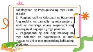 Kahalagahan ng Pagpupuksa ng mga Peste
at Sakit
1. Pagpapanatili ng Kalusugan ng Halaman:
Ang mabilis na pag-aalis ng mga peste at
sakit ay mahalaga upang mapanatili ang
kalusugan at paglago ng mga pananim.
2. Pagpapabuti ng Ani: Ang malusog na
mga halaman ay nagreresulta sa mas
mataas na ani at mas magandang kalidad ng
produkto.
 