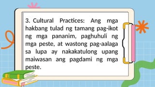 3. Cultural Practices: Ang mga
hakbang tulad ng tamang pag-ikot
ng mga pananim, paghuhuli ng
mga peste, at wastong pag-aalaga
sa lupa ay nakakatulong upang
maiwasan ang pagdami ng mga
peste.
 