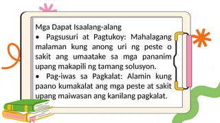 Mga Dapat Isaalang-alang
• Pagsusuri at Pagtukoy: Mahalagang
malaman kung anong uri ng peste o
sakit ang umaatake sa mga pananim
upang makapili ng tamang solusyon.
• Pag-iwas sa Pagkalat: Alamin kung
paano kumakalat ang mga peste at sakit
upang maiwasan ang kanilang pagkalat.
 