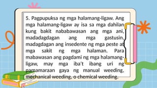 5. Pagpupuksa ng mga halamang-ligaw. Ang
mga halamang-ligaw ay isa sa mga dahilan
kung bakit nababawasan ang mga ani,
madadagdagan ang mga gastusin,
madagdagan ang insedente ng mga peste at
mga sakit ng mga halaman. Para
mabawasan ang pagdami ng mga halamang-
ligaw, may mga iba’t ibang uri ng
pamamaraan gaya ng manual weeding,
mechanical weeding, o chemical weeding.
 